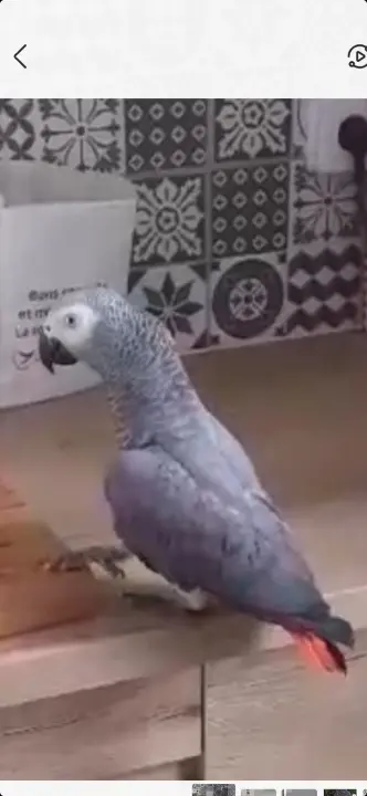 animal lost 22 Rue du Pont de Pierre 57810 Réchicourt-le-Château Pigeon