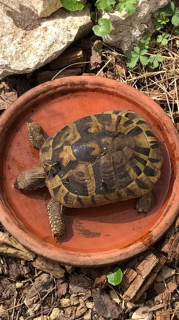 animal lost  Rue de l'Église 21110 Fauverney Lolita 