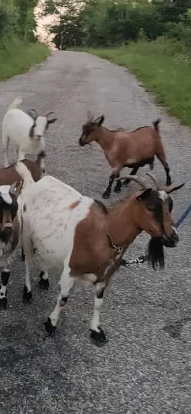 animal lost  Route de Chevrières 38940 Roybon 