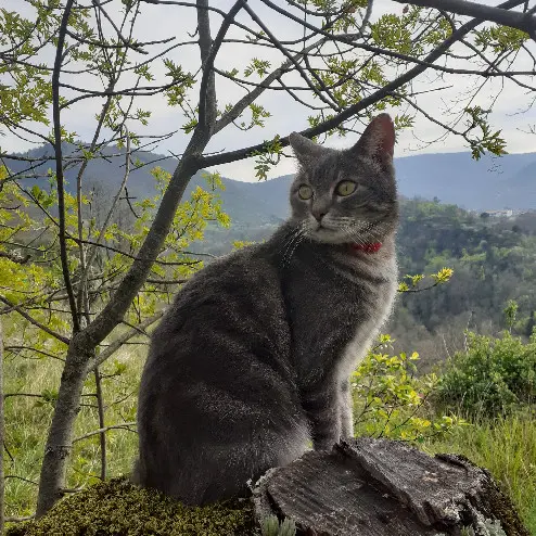 Chat Perdu 07 Ardèche - Tigrou