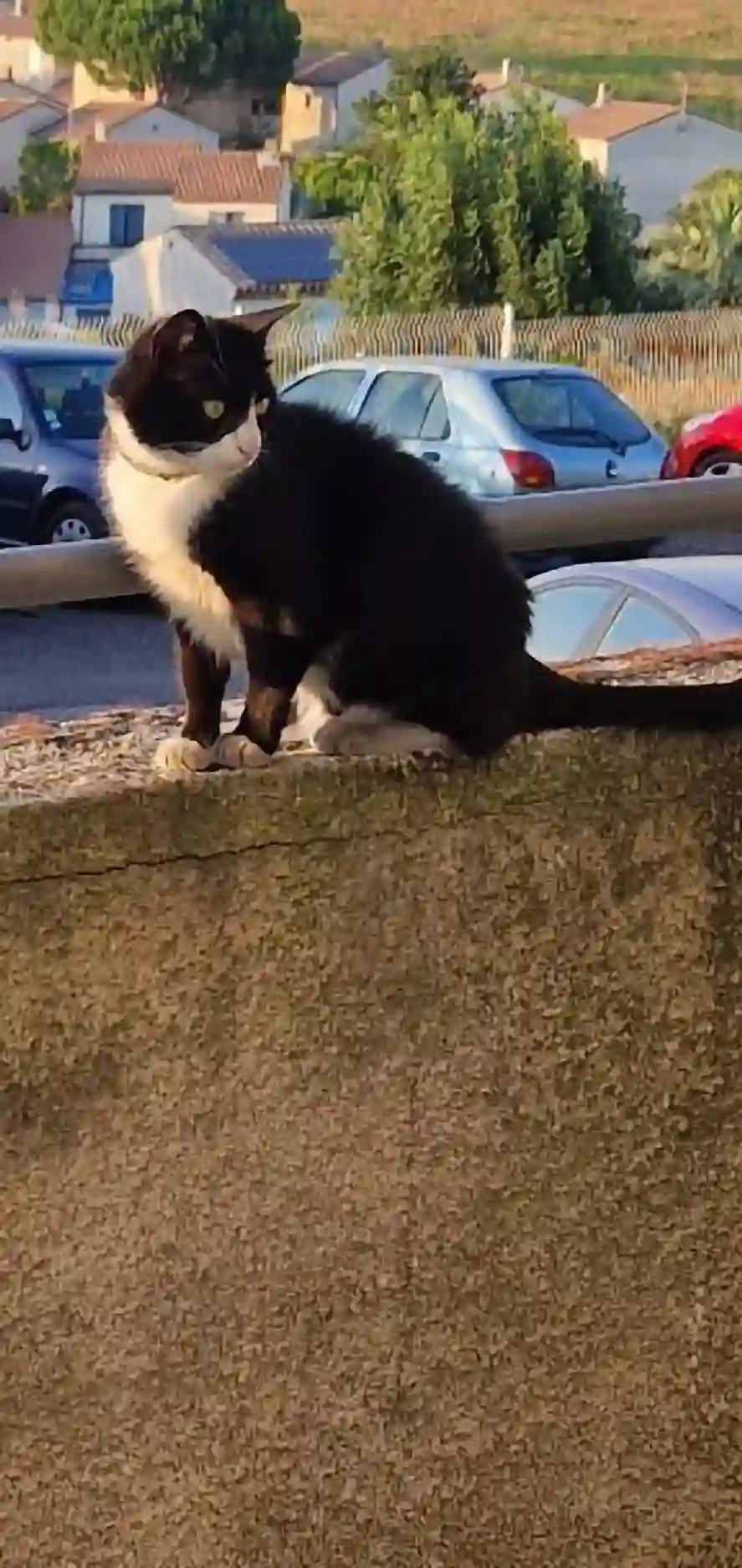 Chat Perdu 11 Aude - Oreo