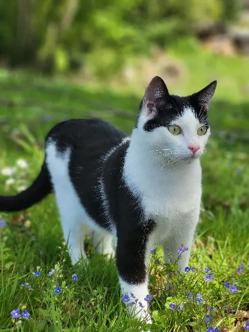 Chat Perdu 16 Charente - Tao