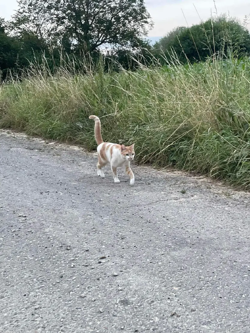 Chat Perdu 17 Charente-Maritime - Pumpkin