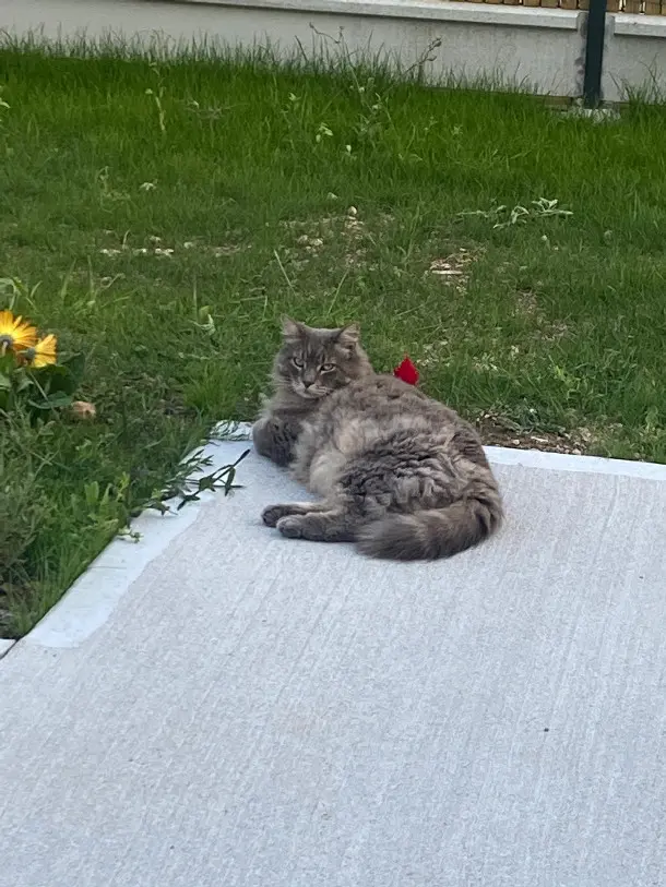 Chat Perdu 17 Charente-Maritime