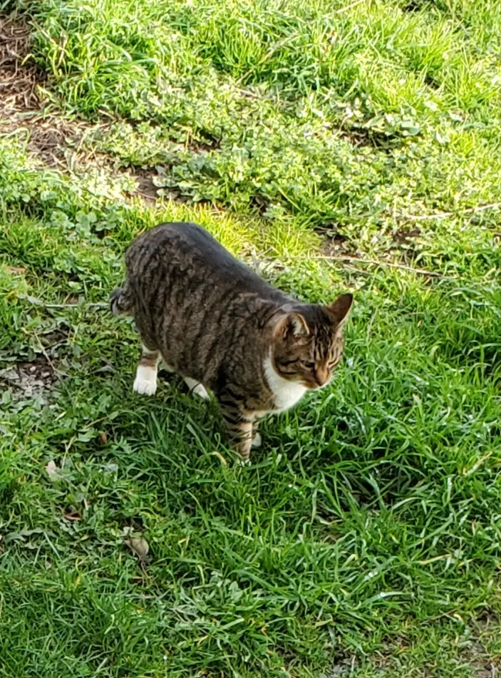 chat lost  Route de Massène 21140 Semur-en-Auxois Jeannot 