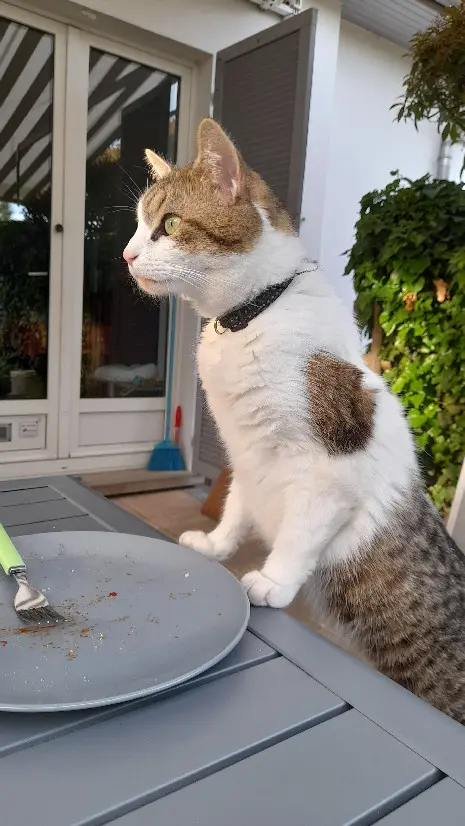 Chat Perdu 24 Dordogne