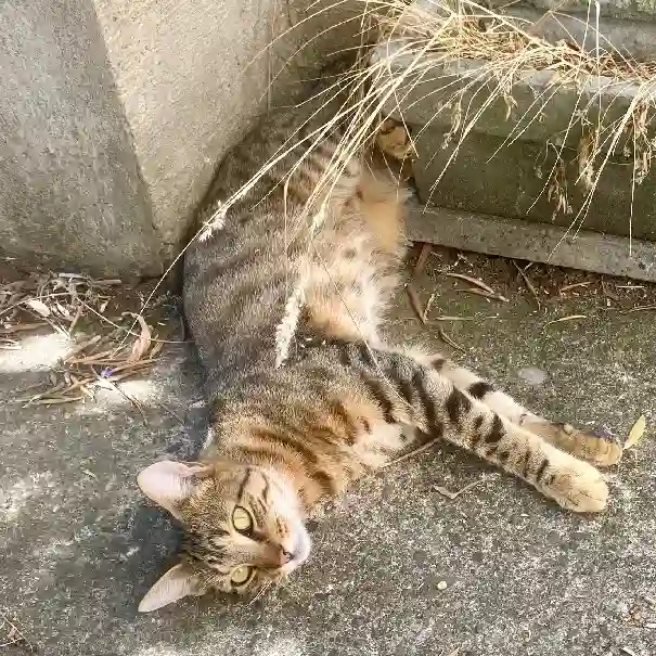 Chat Perdu 26 Drôme - Merlin