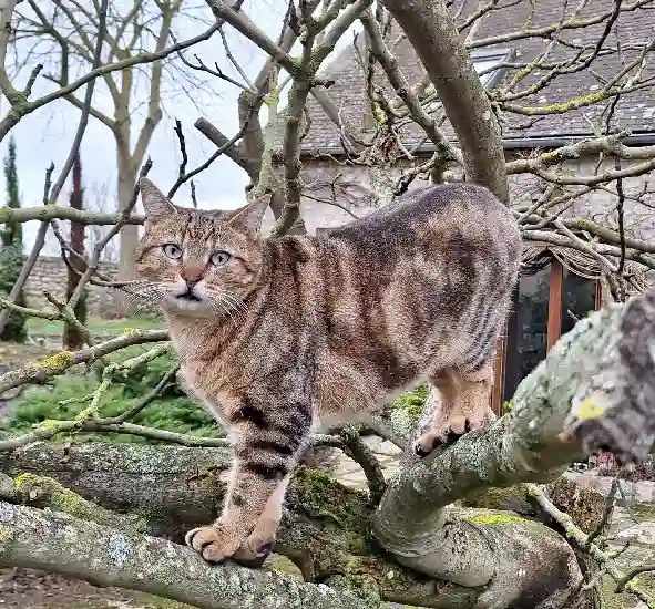 Chat Perdu 28 Eure-et-Loir - Gaston-(titou)