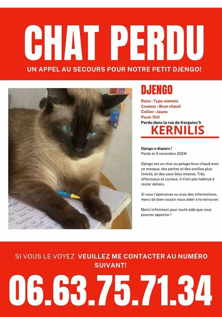 Chat Perdu 29 Finistère - Djengo