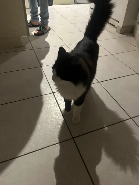 Chat Perdu 30 Gard Nîmes - Le-chat