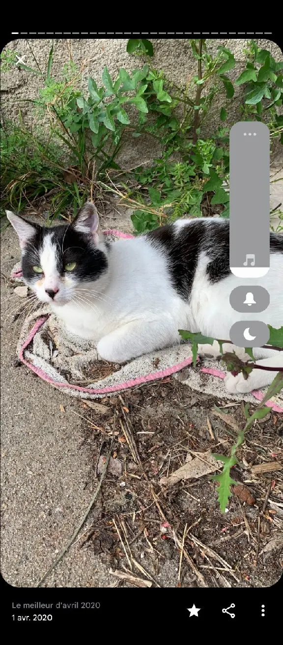 Chat Perdu 30 Gard Nîmes - Théo