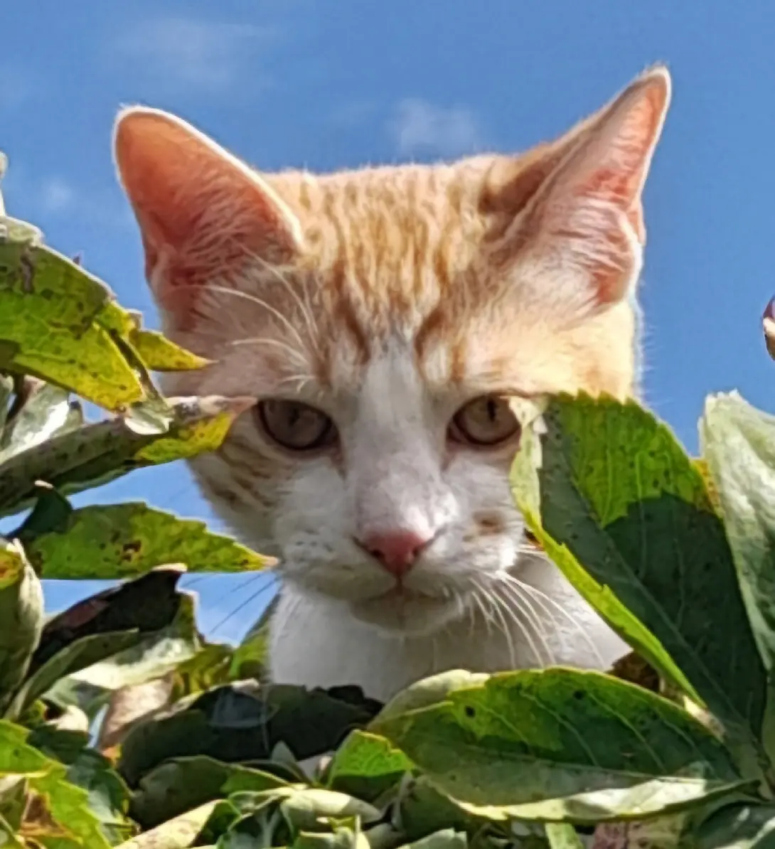 Chat Perdu 30 Gard - Yogi