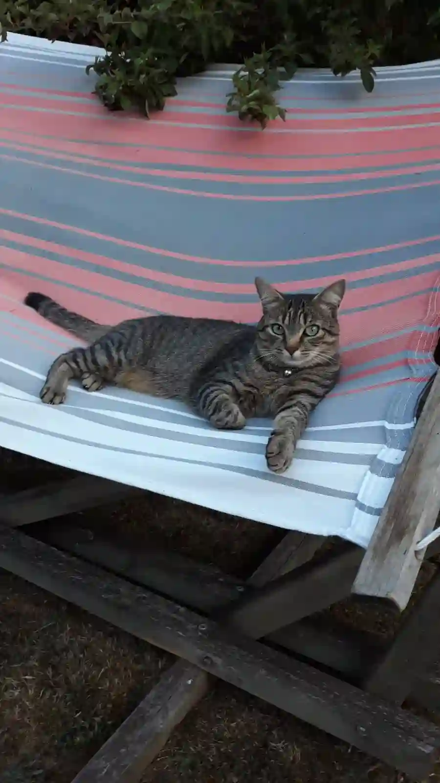 Chat Perdu 31 Haute-Garonne - Matisse