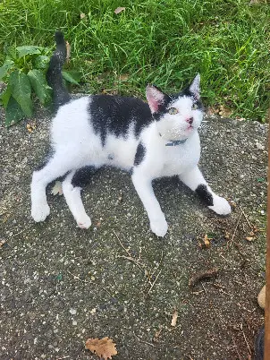 Chat Perdu 31 Haute-Garonne