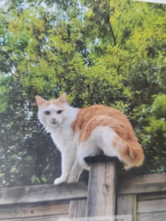 Chat Perdu 33 Gironde Bordeaux - Mishka-(-roux-et-blanc)