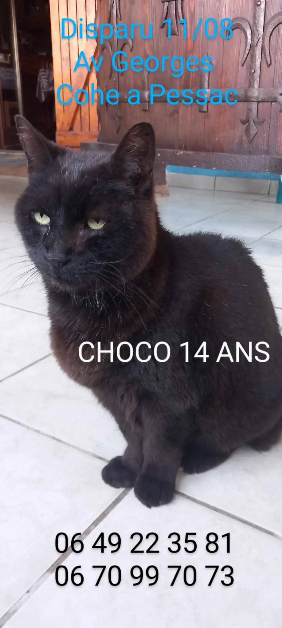 Chat Perdu 33 Gironde - Choco