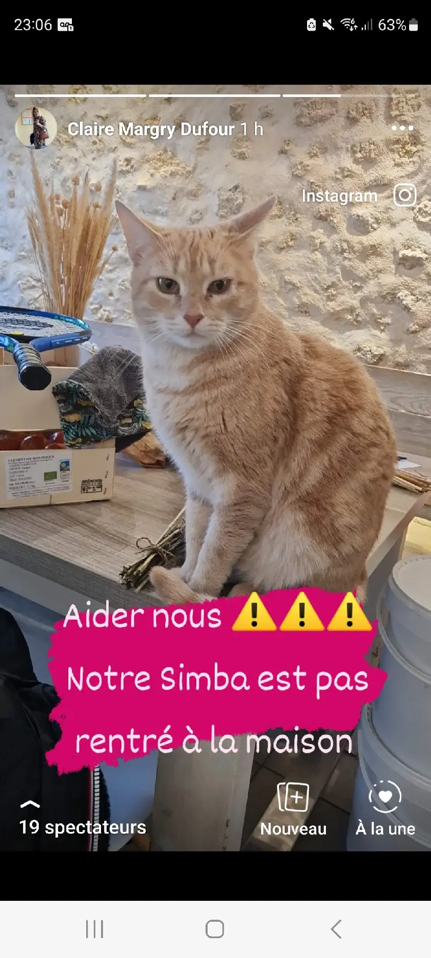 Chat Perdu 33 Gironde - Simba