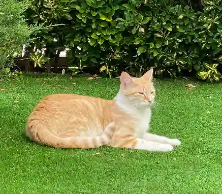 Chat Perdu 34 Hérault - Roucky