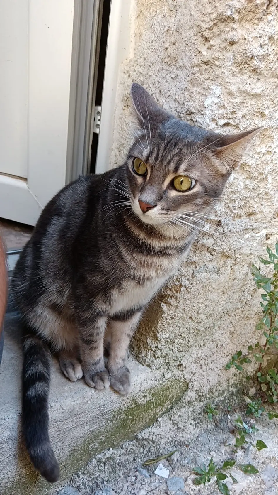 Chat Perdu 34 Hérault - Tigrou