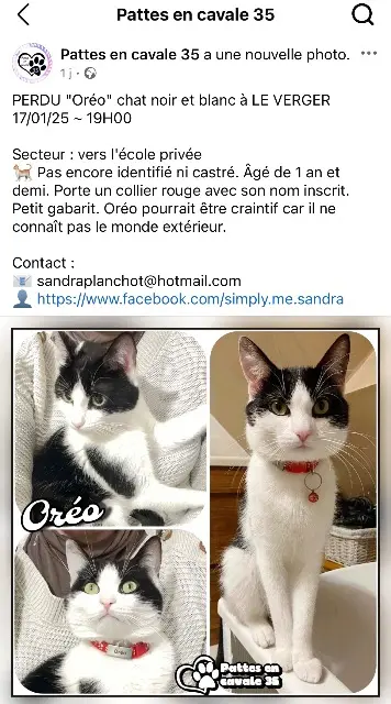 chat lost   35160 Le Verger Oreo