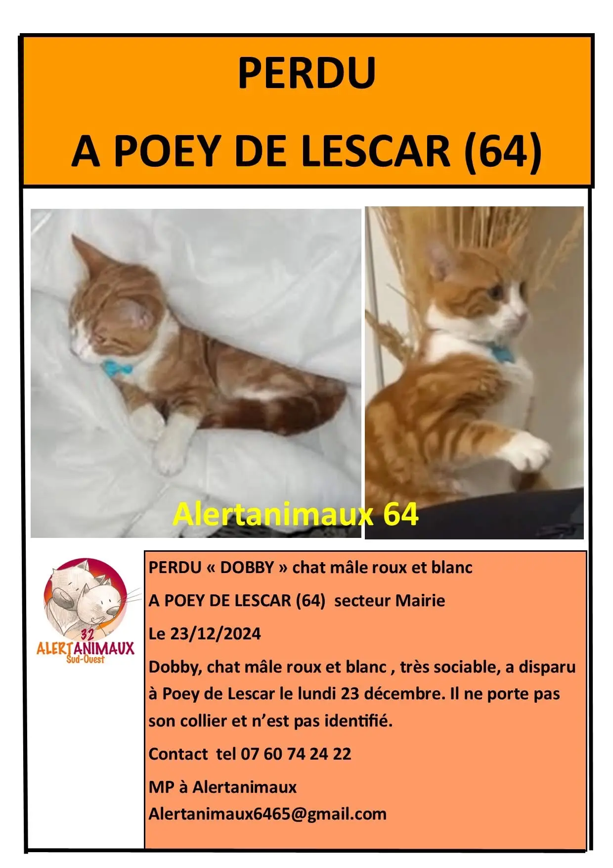 chat lost  D 51 36230 Sarzay Bobby