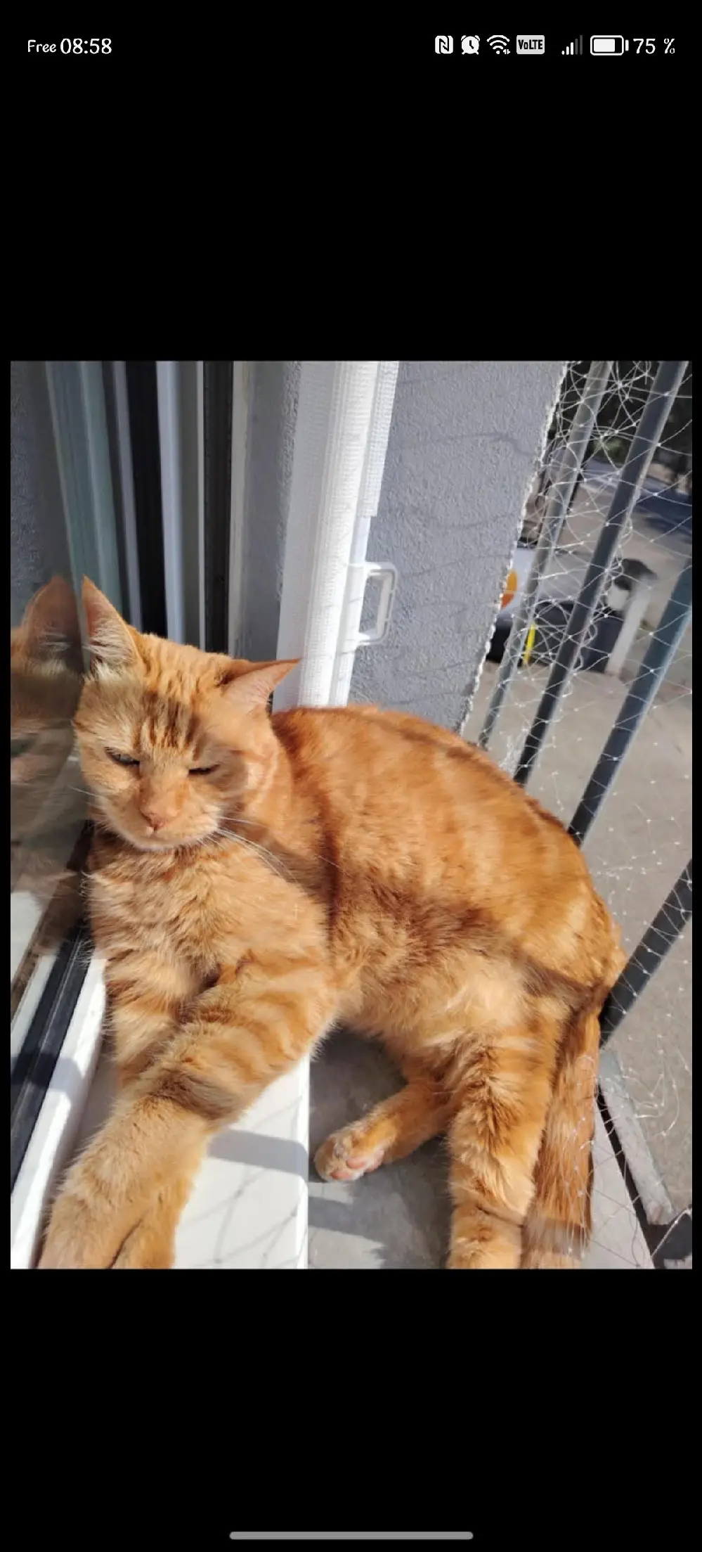 chat lost  D 51 36230 Sarzay Haribo 