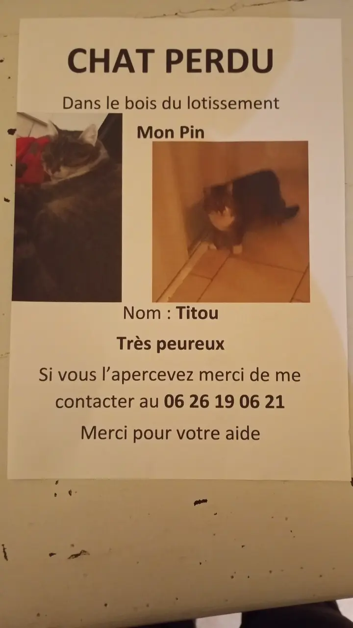 chat lost  D 51 36230 Sarzay 