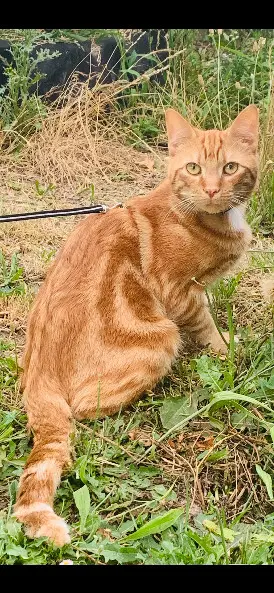 Chat Perdu 37 Indre-et-Loire - Mimine