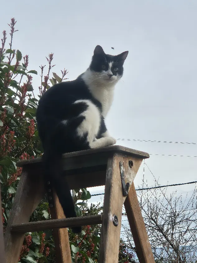 Chat Perdu 38 Isère - Felix