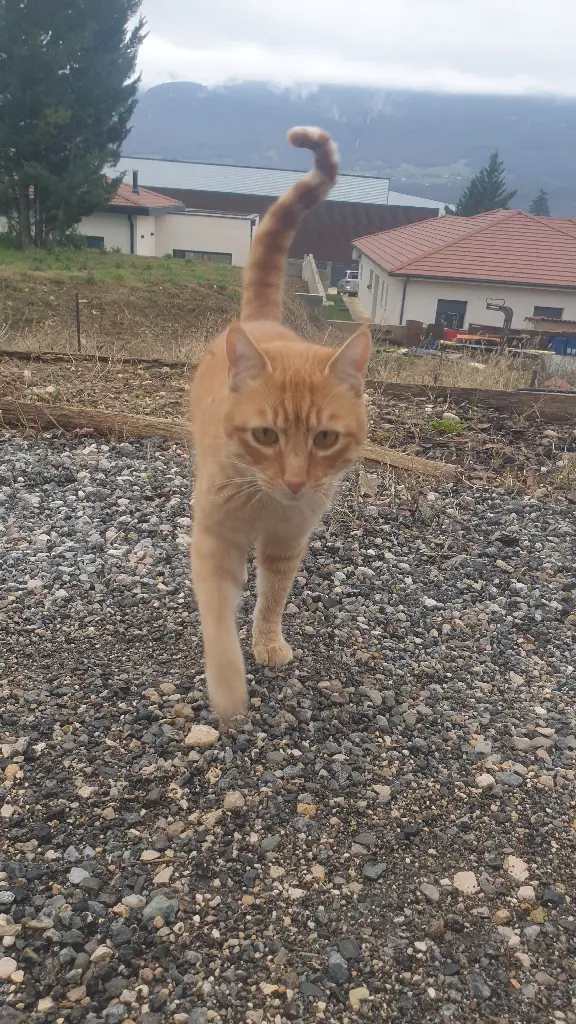 Chat Perdu 38 Isère - Oliver