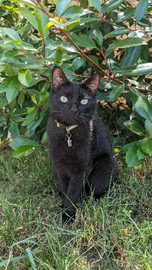 Chat Perdu 38 Isère - Vador