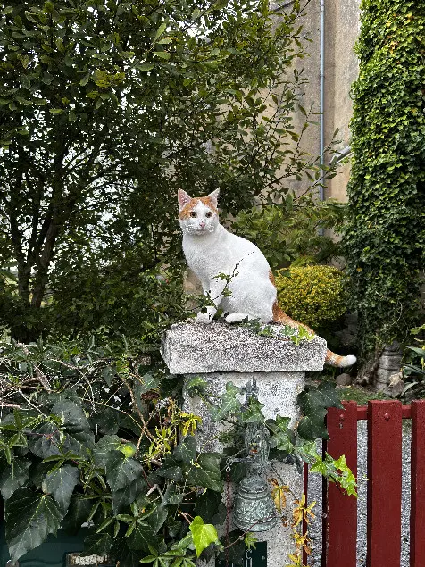 Chat Perdu 40 Landes