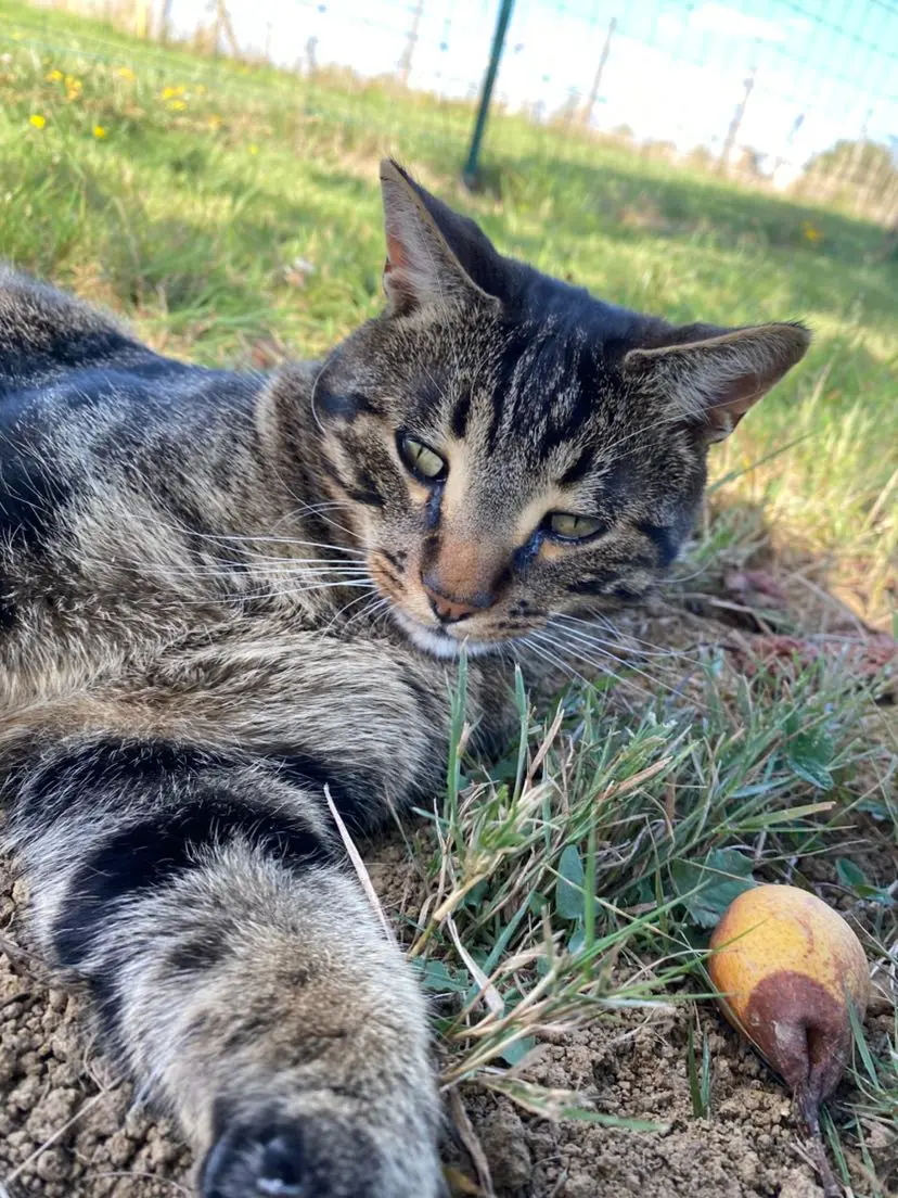 Chat Perdu 41 Loir-et-Cher - Mia