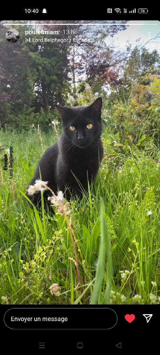 Chat Perdu 41 Loir-et-Cher