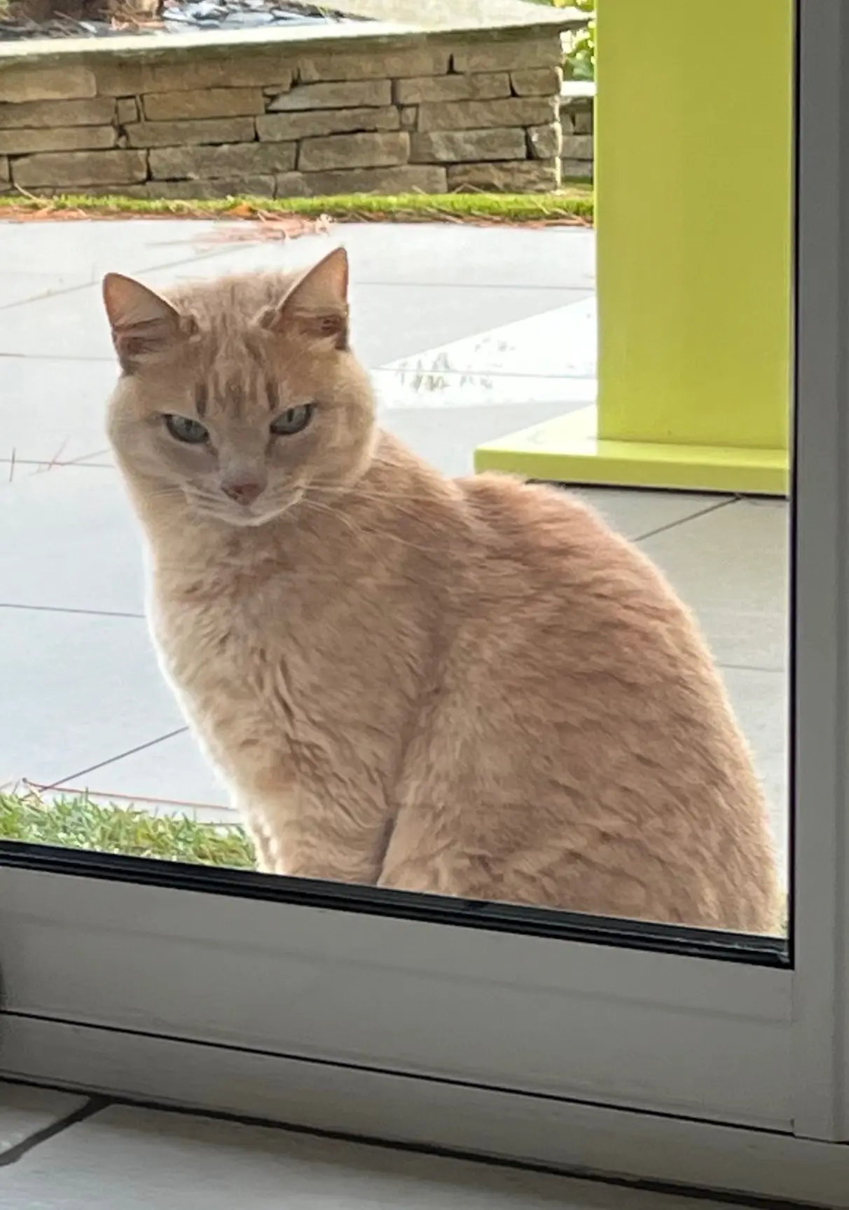 Chat Perdu 42 Loire - Enzo