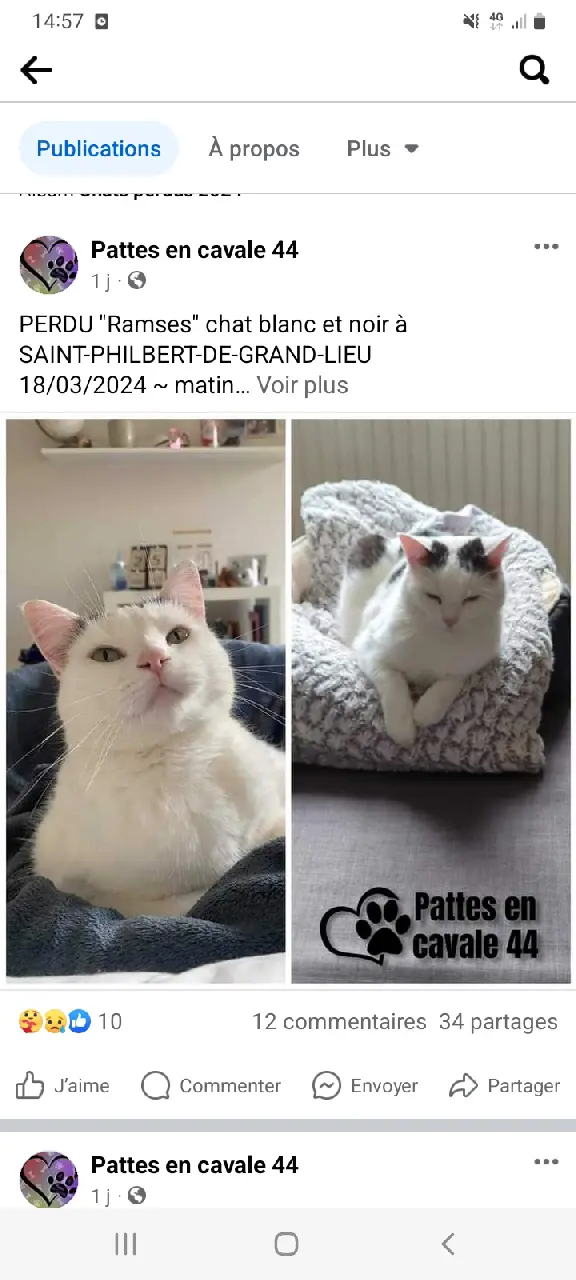 Chat Perdu 44 Loire-Atlantique - Ramses