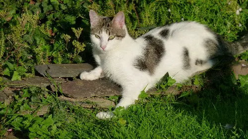 Chat Perdu 44 Loire-Atlantique