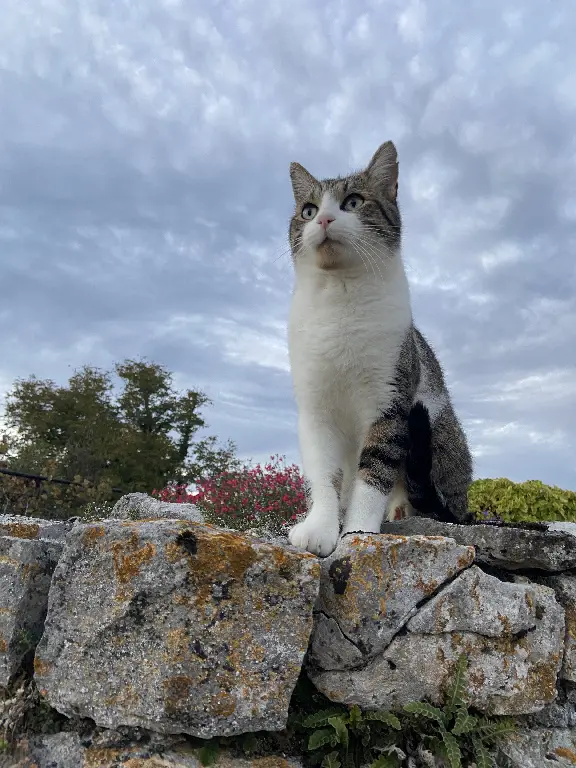 Chat Perdu 46 Lot - Ramsès