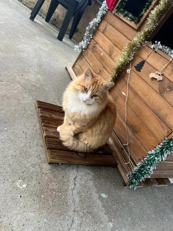 Chat Perdu 47 Lot-et-Garonne - Tigrou