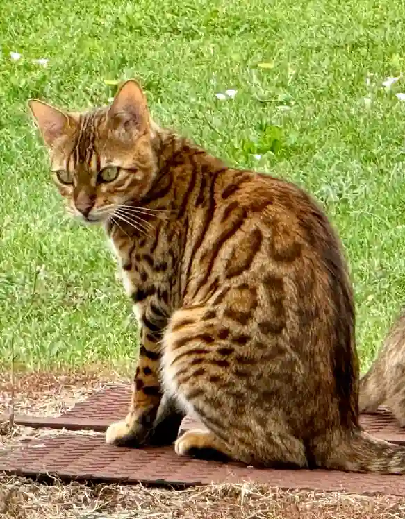 Chat Perdu 47 Lot-et-Garonne - Ulys