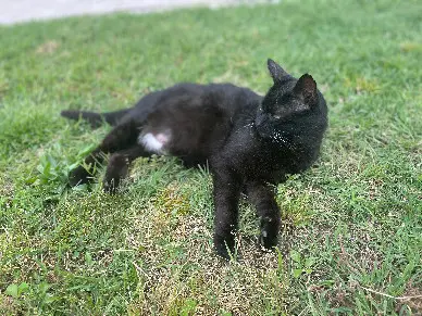 Chat Perdu 47 Lot-et-Garonne