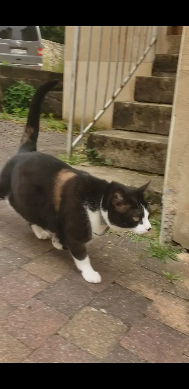 Chat Perdu 48 Lozère - Mishka