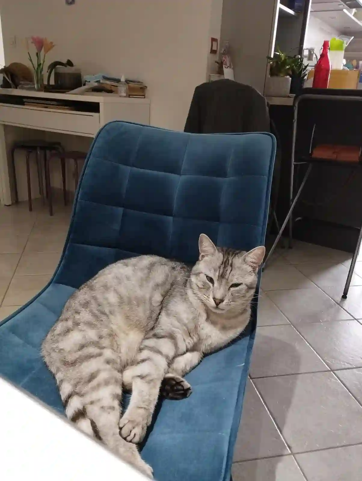 Chat Perdu 50 Manche - Mallo