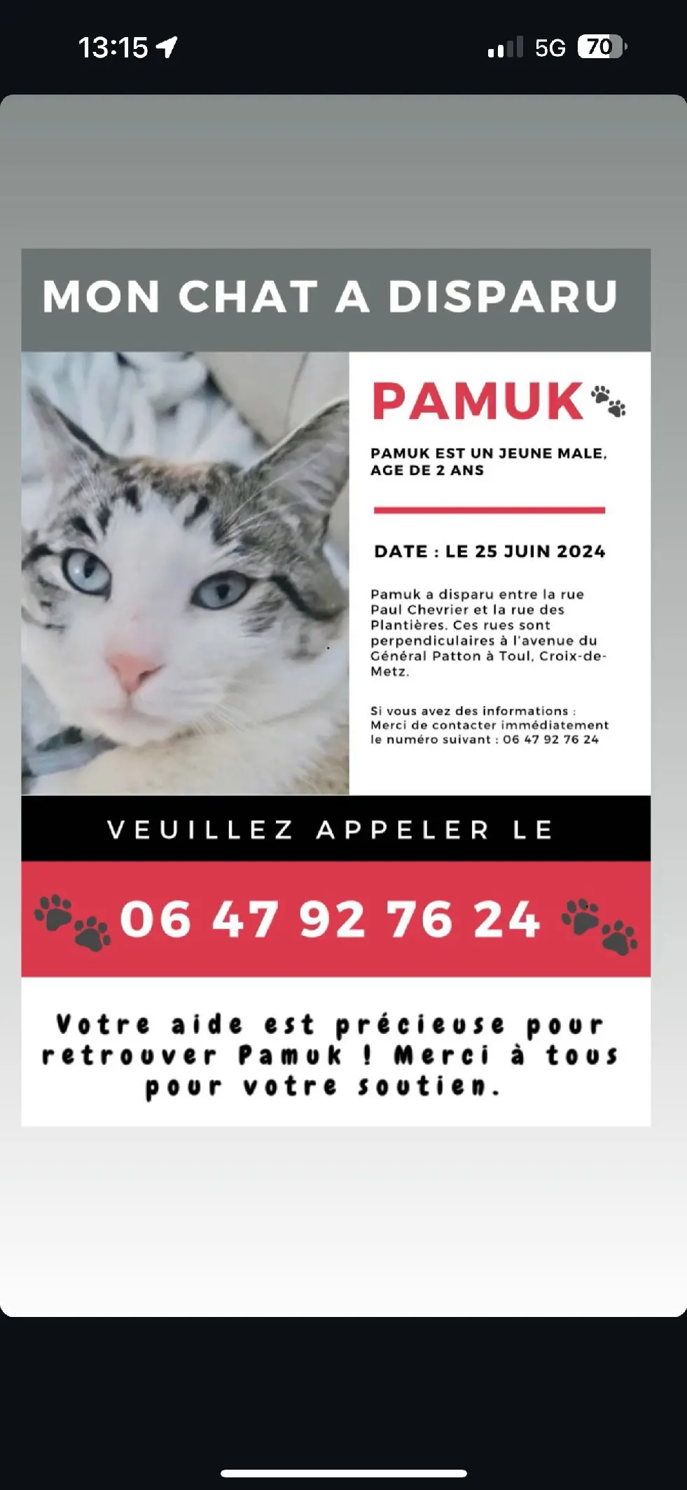 Chat Perdu 54 Meurthe-et-Moselle - Pamuk