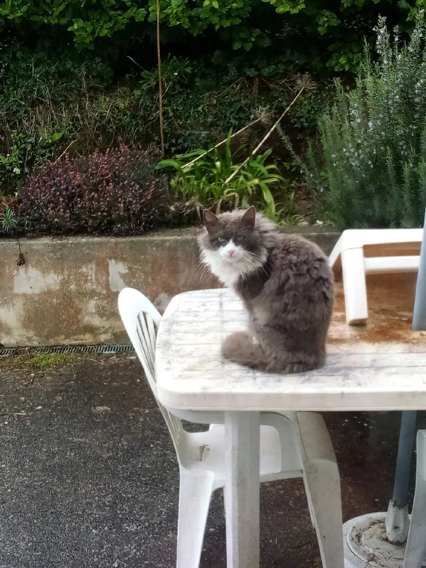 Chat Perdu 56 Morbihan - Gandalf