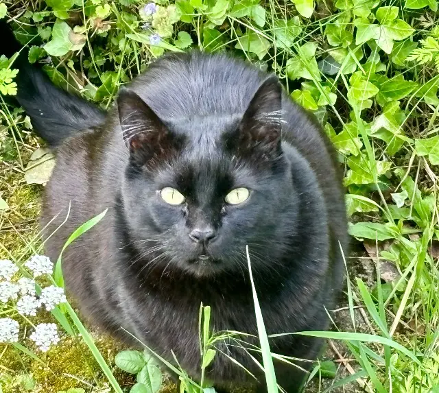 chat lost    Metz Cachou