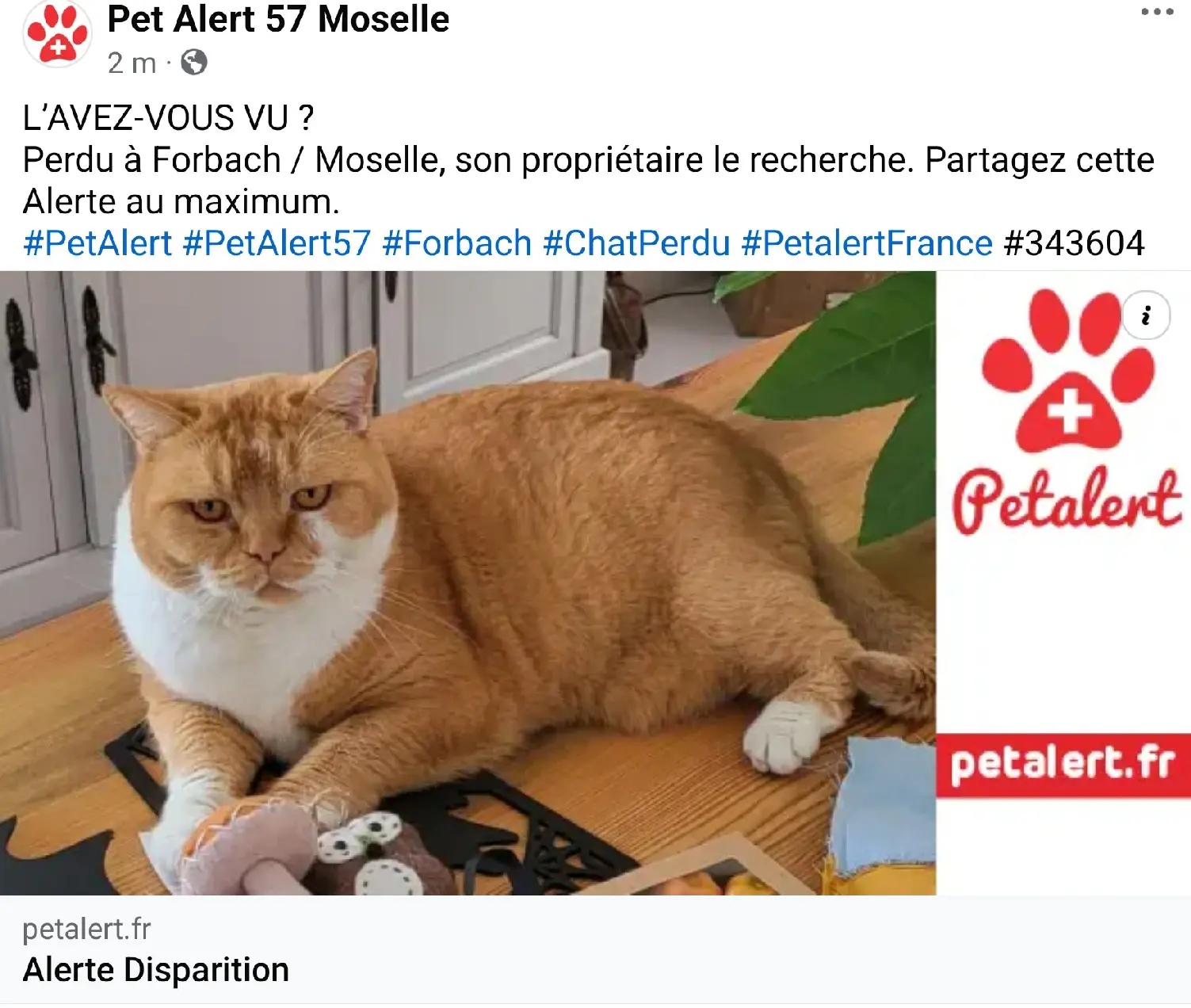 Chat Perdu 57 Moselle - Ogust