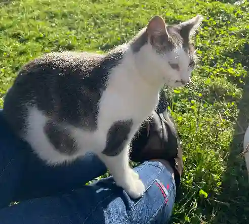 Chat Perdu 62 Pas-de-Calais