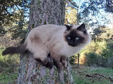 Chat Perdu 63 Puy-de-Dôme