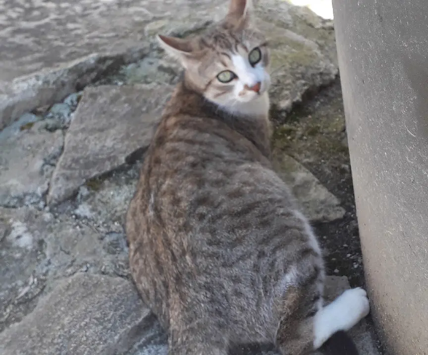 Chat Perdu 63 Puy-de-Dôme